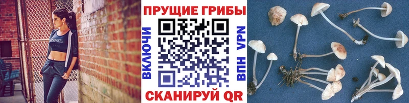 Купить закладки  Дигора  Галлюциногенные грибы Psilocybe 
